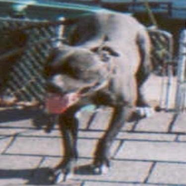 All Out Kennels Ciarra Pit Bull.jpg